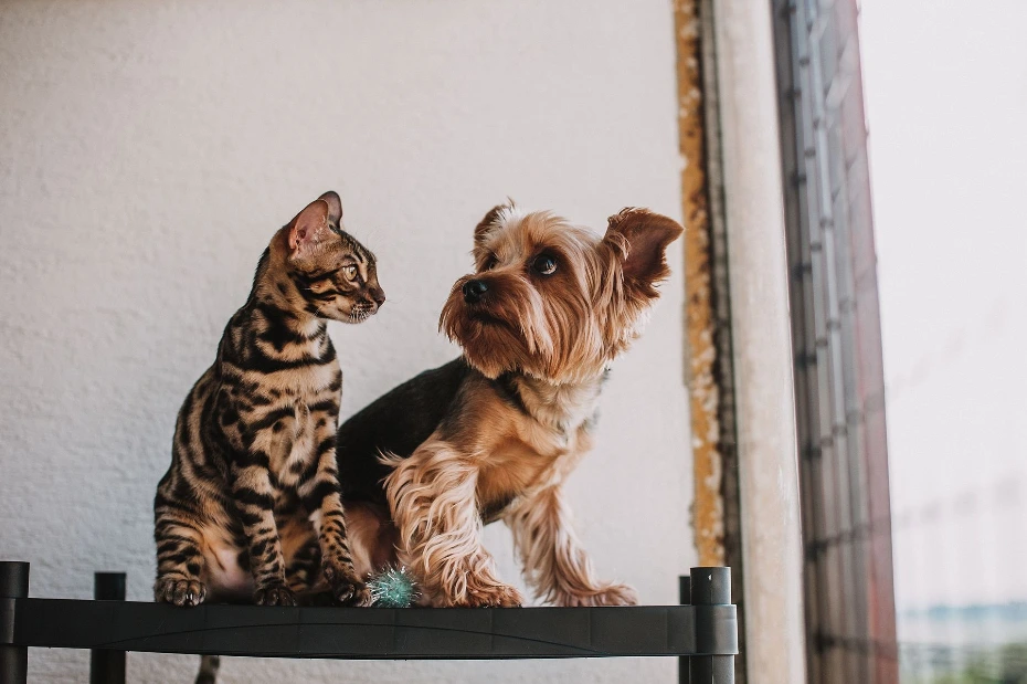 Un chat et un petit chien observent leur environnement depuis une fenêtre