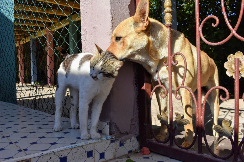 Un chat et un chien se retrouvent près du portail de leur maison