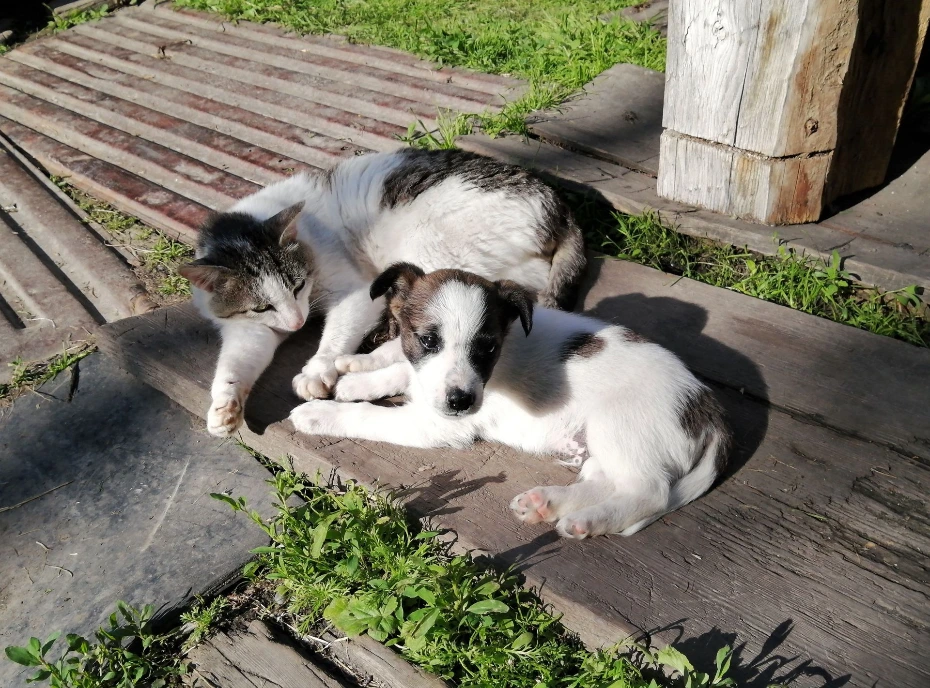 Un chat et un chiot se reposent ensemble sur une terrasse en bois