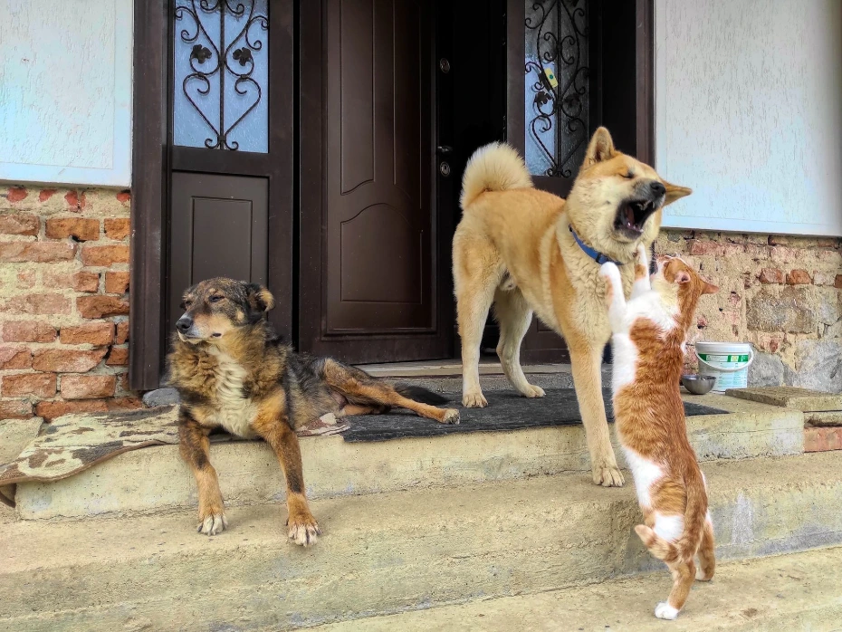 Deux chiens et un chat jouent devant la maison